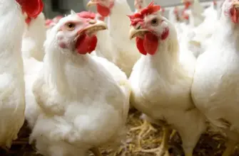 MHP poultry production project and Moldovan farmers