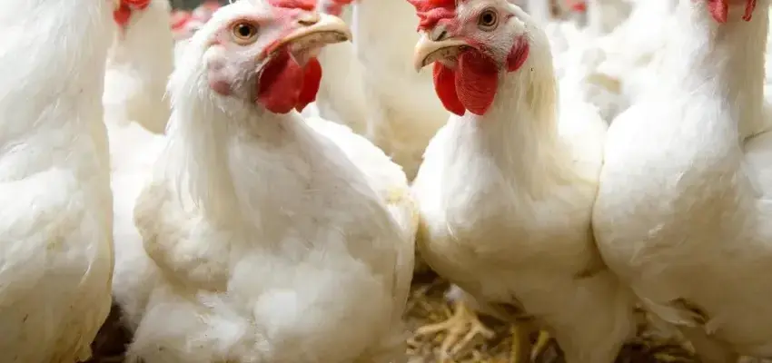 MHP poultry production project and Moldovan farmers